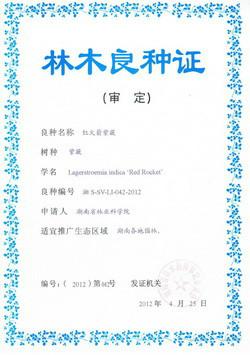 廣西紫薇苗木種植基地速生紫薇圖片