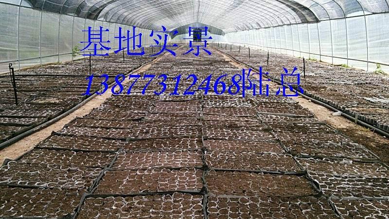 桂林紫薇苗木基地速生紫薇 桂林紫薇 紫薇批發(fā) 紫薇廠家