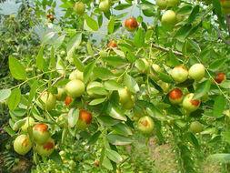 供應(yīng)棗的價格