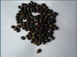 國槐種子圖片/國槐種子樣板圖 (2)