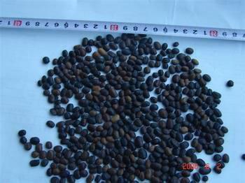 供應(yīng)優(yōu)質(zhì)國槐種子種植技術(shù)/優(yōu)質(zhì)國槐種子種植方法/國槐種子多少錢一斤