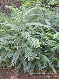 供應皂角苗價格.山西皂角苗價格