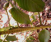 供應核桃苗香玲遼河清香薄殼香