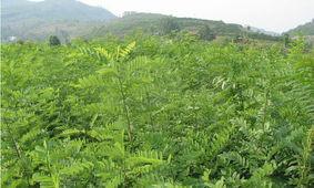 供應(yīng)北欒苗價格.北欒苗供貨商/北欒苗產(chǎn)地價格/大量供應(yīng)北欒苗