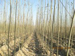 供應北欒苗批發(fā)/北欒苗價格/北欒苗供應商/北欒苗產(chǎn)地價格