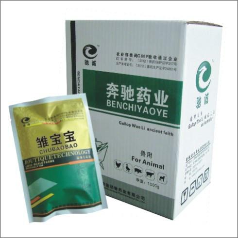 雛雞白痢是什么原因及治療方法圖片