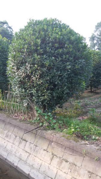 成都3米大地籠桂花圖片