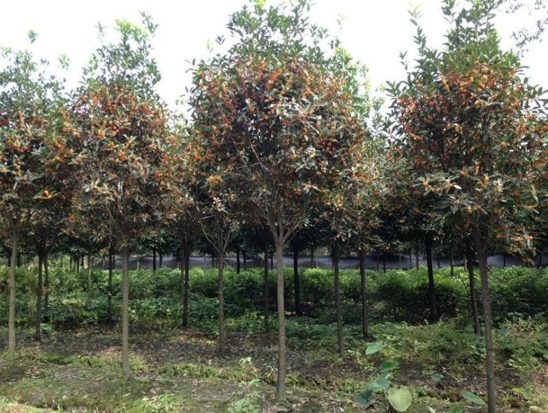 供應(yīng)四川高桿桂花基地，四川高桿桂花基地，四川高桿桂花基地