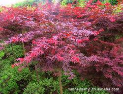 四川成都溫江紅楓圖片