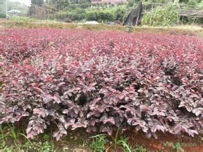 供應(yīng)桂林紅繼木，桂林紅繼木批發(fā)，桂林紅繼木價(jià)格