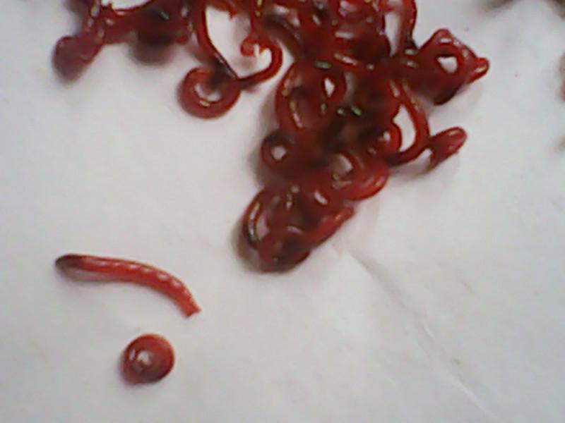 供應(yīng)寧波哪里有紅蟲(chóng)批發(fā) 溫州紅蟲(chóng)批發(fā)