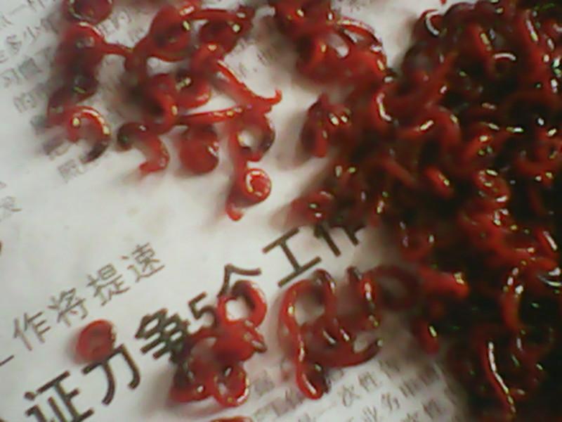 供應(yīng)寧波哪里有紅蟲(chóng)批發(fā) 溫州紅蟲(chóng)批發(fā)