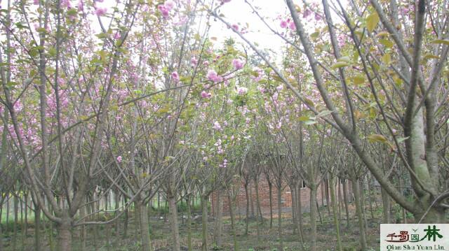 供應(yīng)四川成都高分枝櫻花