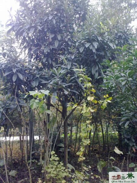 枇杷10公分枇杷價格圖片