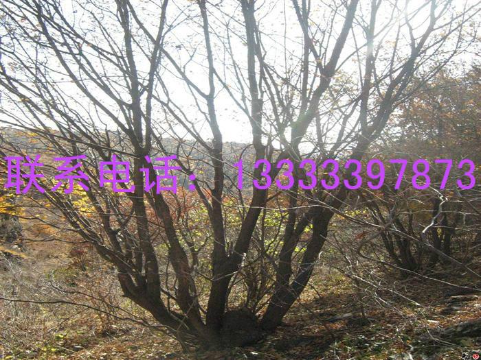 山東臨沂蒙古櫟訂購(gòu)圖片