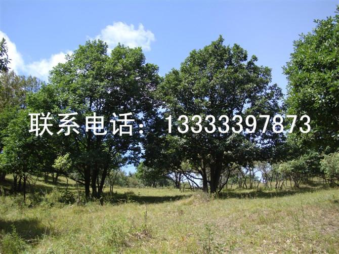 山東臨沂圖片/山東臨沂樣板圖 (3)