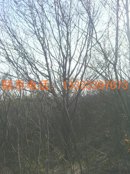 供應(yīng)北京優(yōu)質(zhì)蒙古櫟供貨商，北京蒙古櫟批發(fā)，北京蒙古櫟訂購(gòu)，