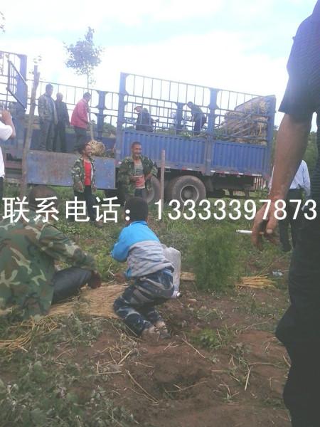 供應(yīng)濰坊單株五角楓訂購(gòu)，濰坊單株五角楓批發(fā)，濰坊單株五角楓供貨商，