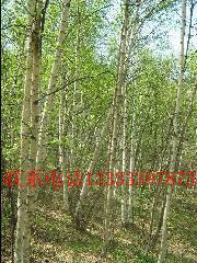 供應(yīng)哪里有單株白樺樹，河北單株白樺供貨商，河北單株白樺訂購，