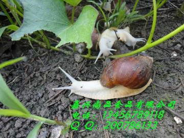 供應(yīng)鮮活白玉蝸牛