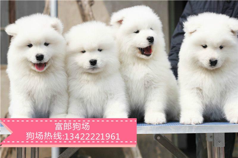 广州哪里有出售雪橇犬 广州哪里有狗场 萨摩耶幼犬市场价格多少图片