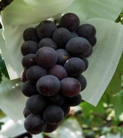 熊岳巨峰葡萄批發(fā) 雙贏水果為您*熊岳巨峰葡萄