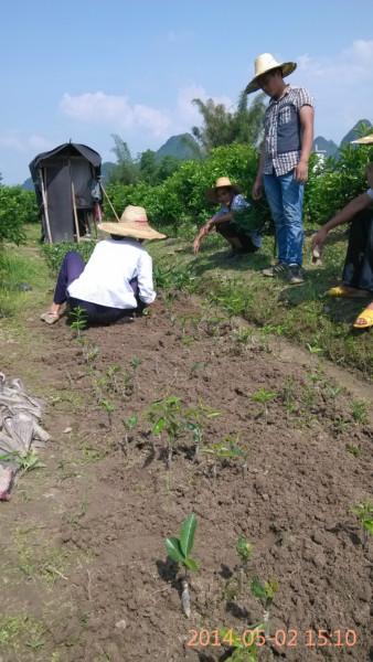 供應(yīng)東方紅橘苗、東方紅憰苗批發(fā)、東方紅桔苗價(jià)格