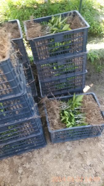 供應(yīng)東方紅橘苗、東方紅憰苗批發(fā)、東方紅桔苗價(jià)格