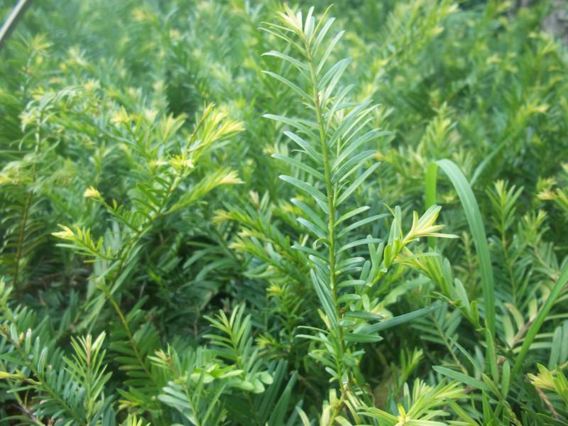 W默科特苗批發(fā)價(jià)格，廣西W默科特苗批發(fā)價(jià)格，桂林W默科特苗批發(fā)價(jià)格