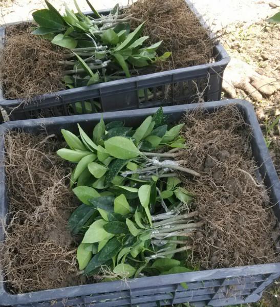 供應東方紅桔苗 東方紅桔大苗