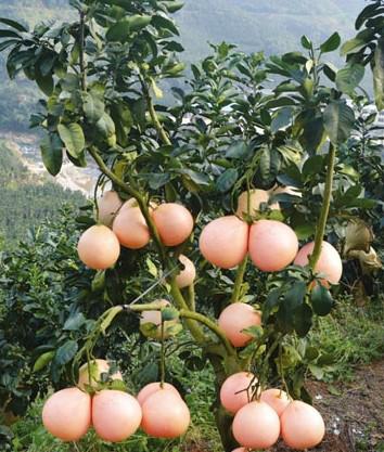 蜜柚苗圖片/蜜柚苗樣板圖 (2)