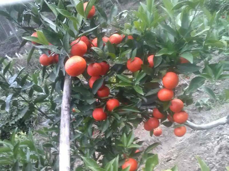 供應(yīng)廣東東方紅桔,東方紅桔種苗,東方紅桔苗