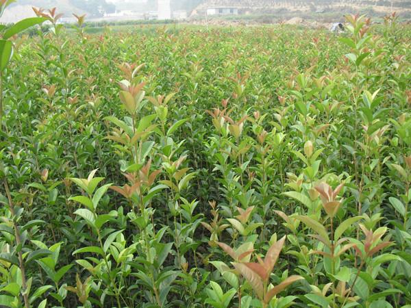 供應云南金球桂小苗