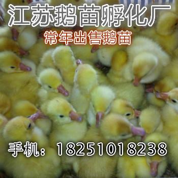 供应种鹅孵化场/大种鹅苗孵化场/大品种鹅苗孵化厂