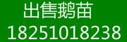 宿迁市大品种鹅厂家