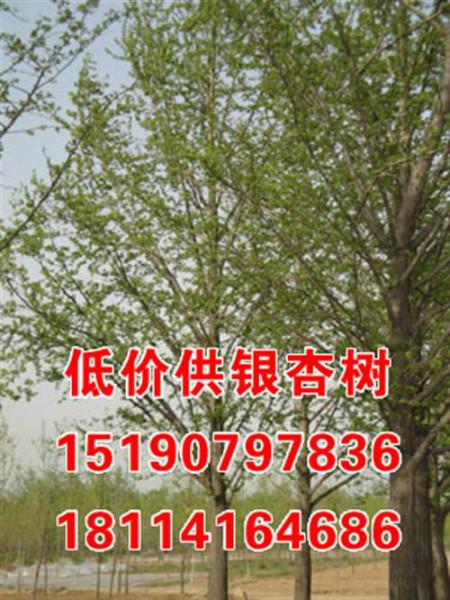 江蘇省邳州金生25公分銀杏樹苗批發(fā)價(jià)格