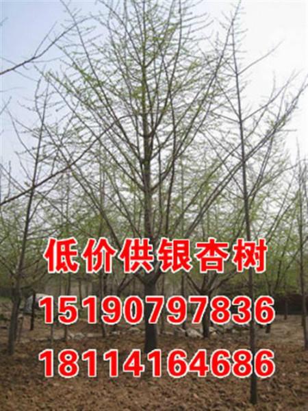 銀杏樹(shù)多少錢(qián)一顆圖片