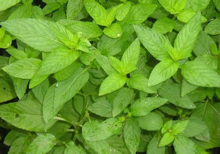 供應(yīng)優(yōu)質(zhì)薄荷油