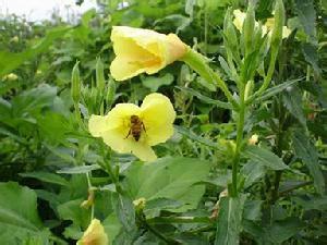 供应月见草油  文峰生物科技有限公司供应各种天然香精香料图片