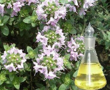 供應(yīng)百里香油 文峰生物供應(yīng)熱誠(chéng)銷售各種天然香精香料