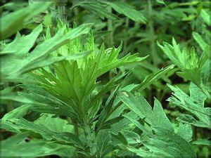 供應用于日化艾葉油