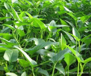 供應(yīng)水上竹葉菜種子，竹葉菜種苗，空心菜種子，水上空心菜種子