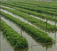 供應(yīng)水上竹葉菜種子，竹葉菜種苗，空心菜種子，水上空心菜種子