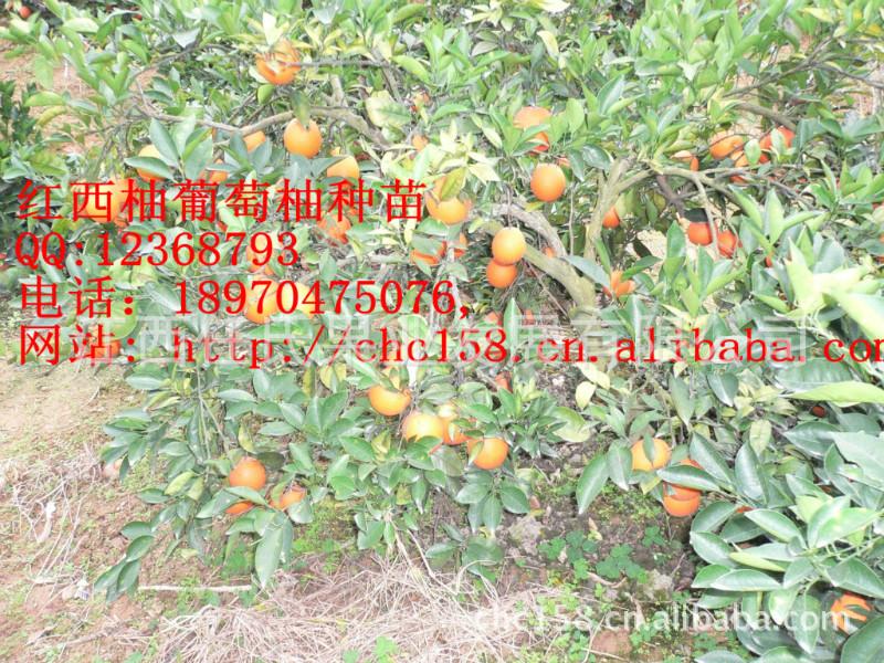 供應西柚苗，葡萄柚苗，甜葡萄柚苗，甜紅西柚苗，葡萄柚果樹盆景苗