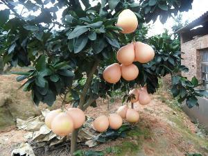 供應(yīng)抗寒耐凍三紅蜜柚苗，紅肉紅心蜜柚苗