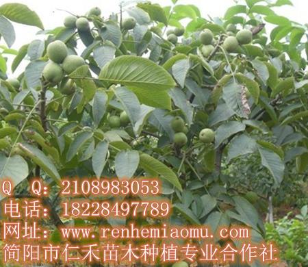 重慶核桃苗基地 重慶核桃苗批發(fā) 重慶核桃苗價格　優(yōu)質(zhì)核桃苗直銷