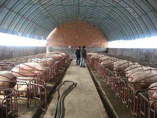 大棚25棚架管圖片