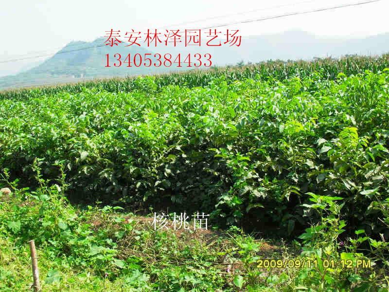 供應(yīng)核桃苗多少錢一株 適合南方種植的核桃苗