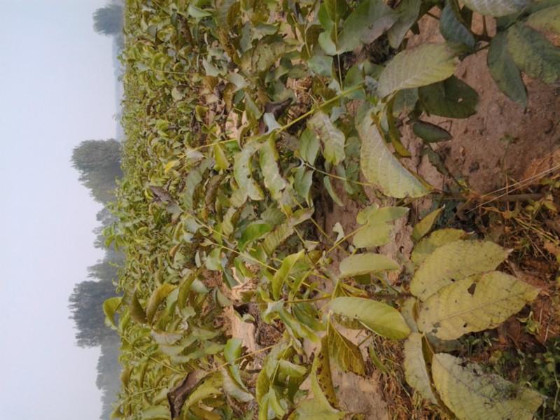 供應(yīng)核桃苗種植技術(shù) 核桃苗供應(yīng)基地