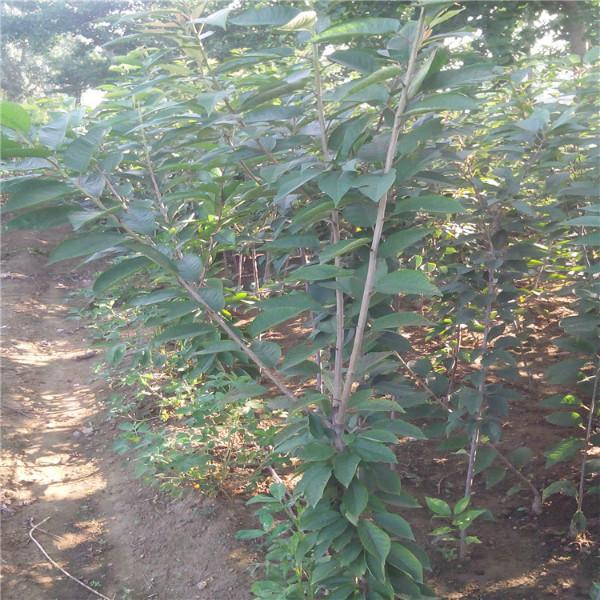 供應(yīng)櫻桃原生苗，櫻桃占木批發(fā)，嫁接大櫻桃苗，泰安大櫻桃樹苗，櫻桃苗圃